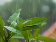 连阴雨来袭，小麦播种咋应对？——专访农业农村部小麦专家指导组顾问郭天财