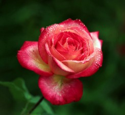 Rosa chinensis fertilization solution