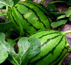 Watermelon nutrition solution