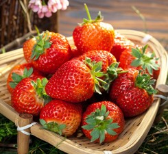 Strawberry nutrient solution