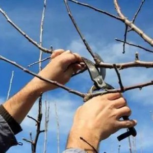 How to do pruning in autumn and winter?