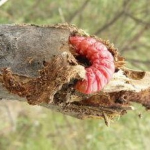 春季，是蛀干害虫的防控关键期