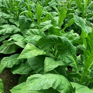 What kind of fertilizer is good for tobacco? Tobacco yields 100% more chitin roots!