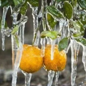 Points to note for citrus overwintering