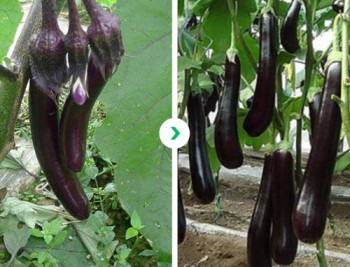 Eggplant contrast