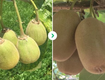 Kiwifruit contrast