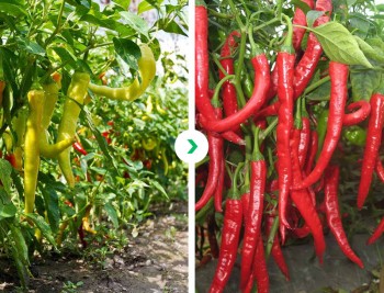 Pepper yield improvement