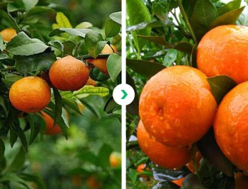 柑橘对比