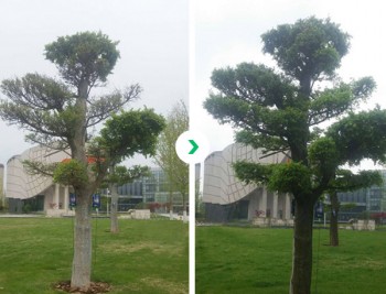 Using effect on pine trees