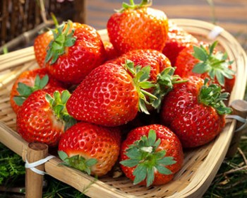 草莓营养方案