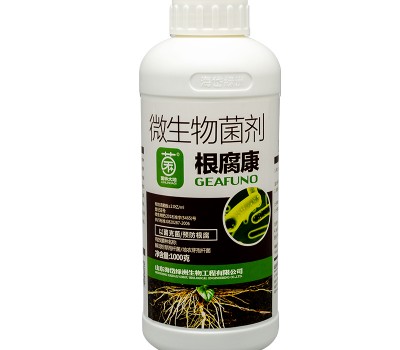 Root rot Kang