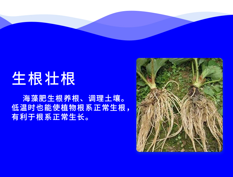 海藻黄金甲-详情-1_08.jpg
