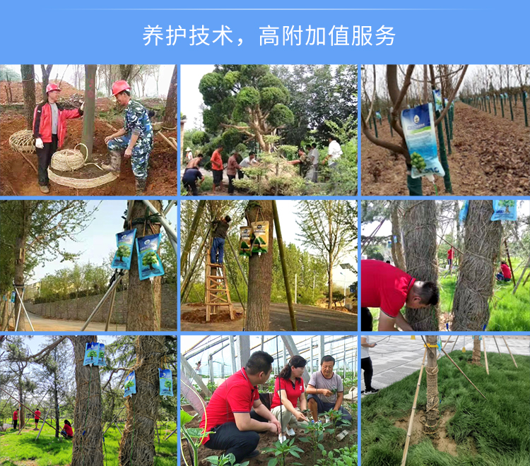 大树移栽生根剂-2_05.jpg