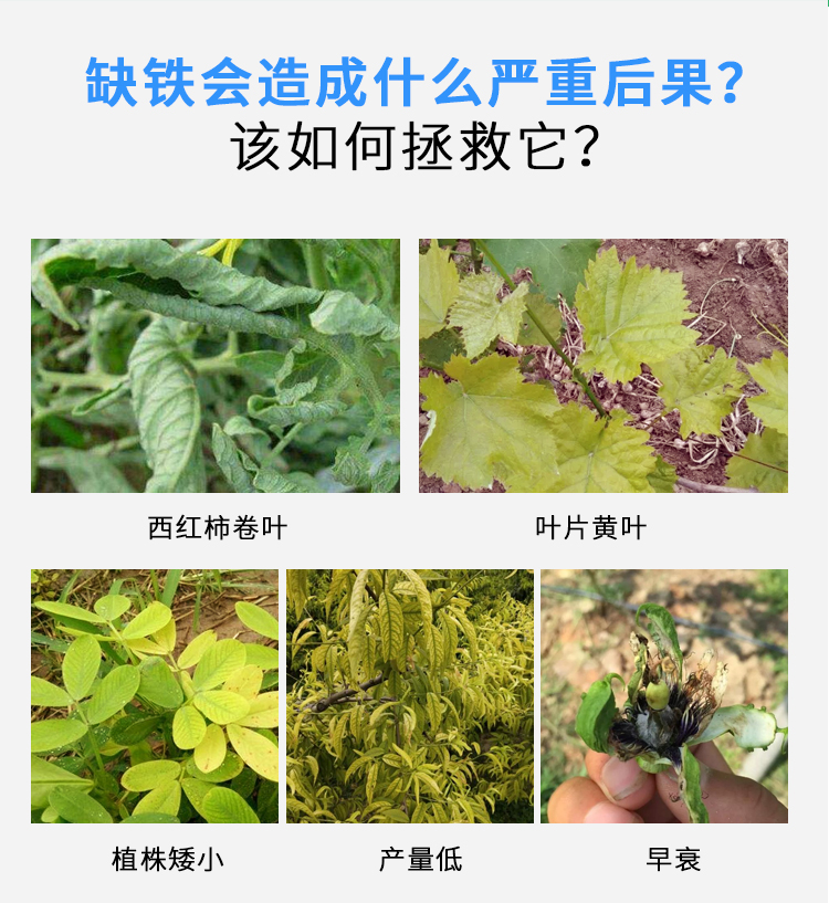 螯合铁_02.jpg