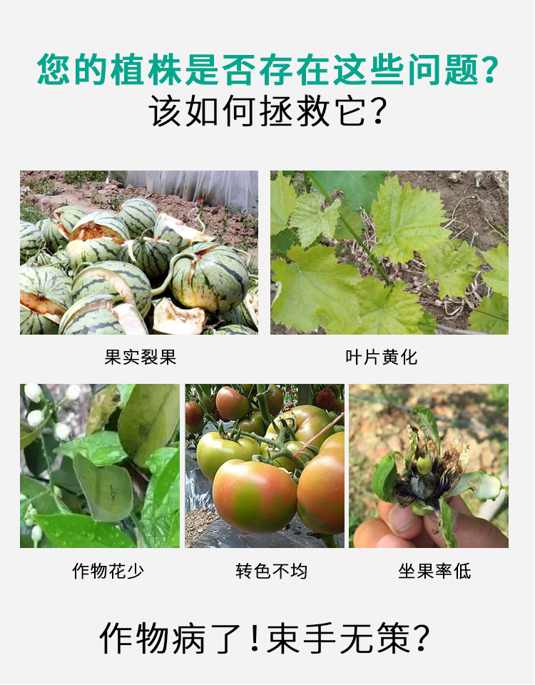 高磷高钾海藻型_02.jpg