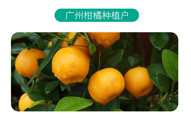 高磷高钾海藻型_09.jpg
