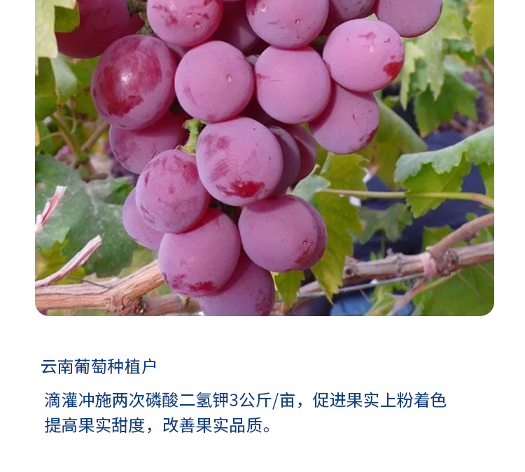 磷酸二氢钾-详情-3_03.jpg