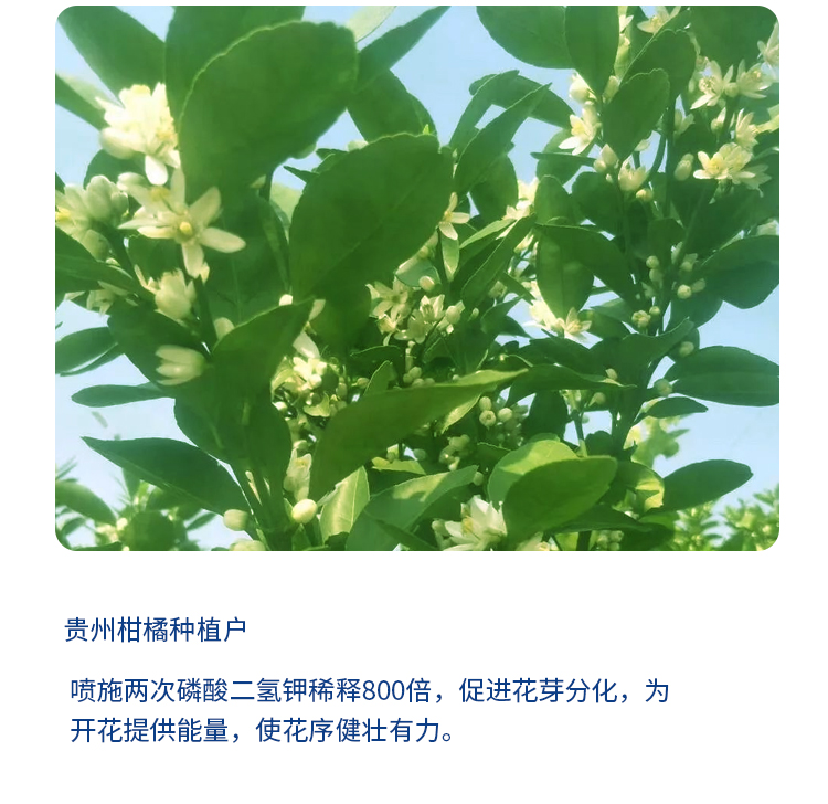 磷酸二氢钾-详情-3_04.jpg