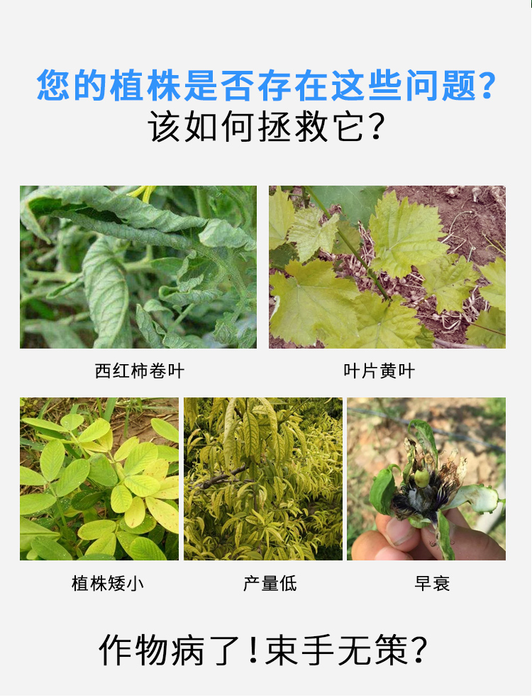 高浓缩绿叶**_02.jpg