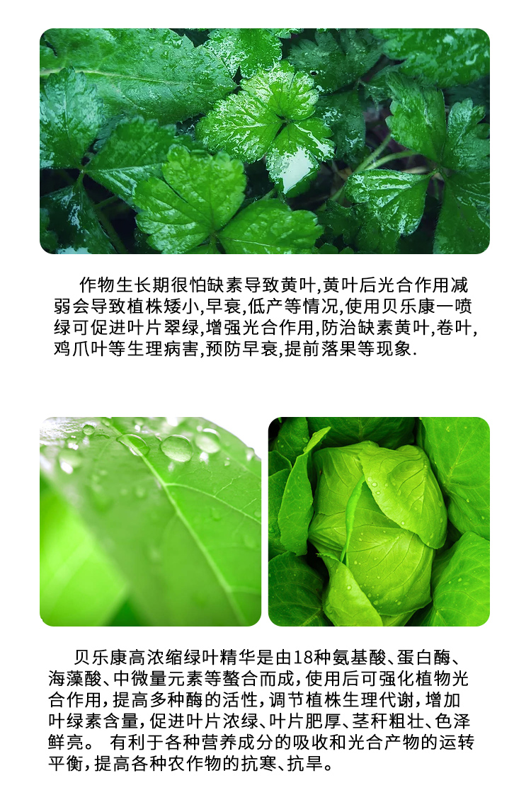 高浓缩绿叶**_03.jpg
