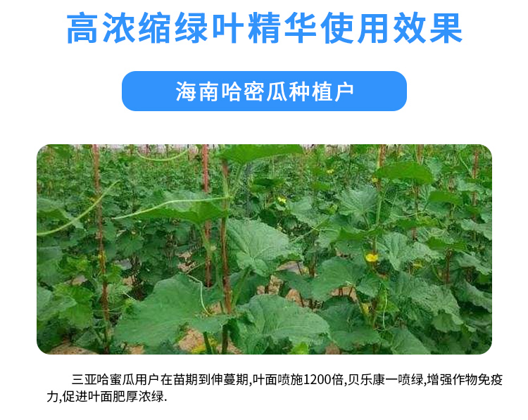 高浓缩绿叶**_06.jpg