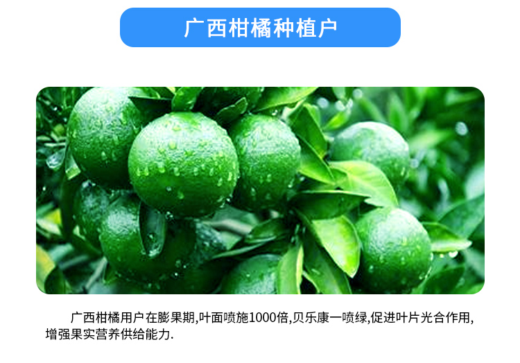 高浓缩绿叶**_07.jpg