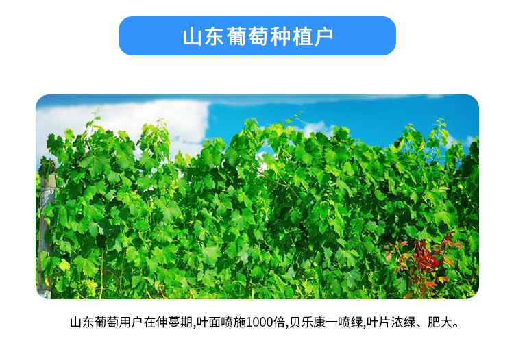 高浓缩绿叶**_08.jpg