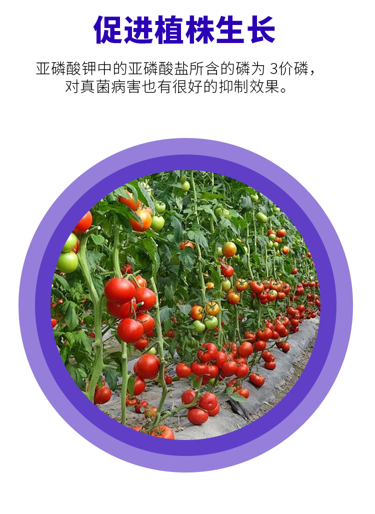 亚磷酸钾_08.jpg