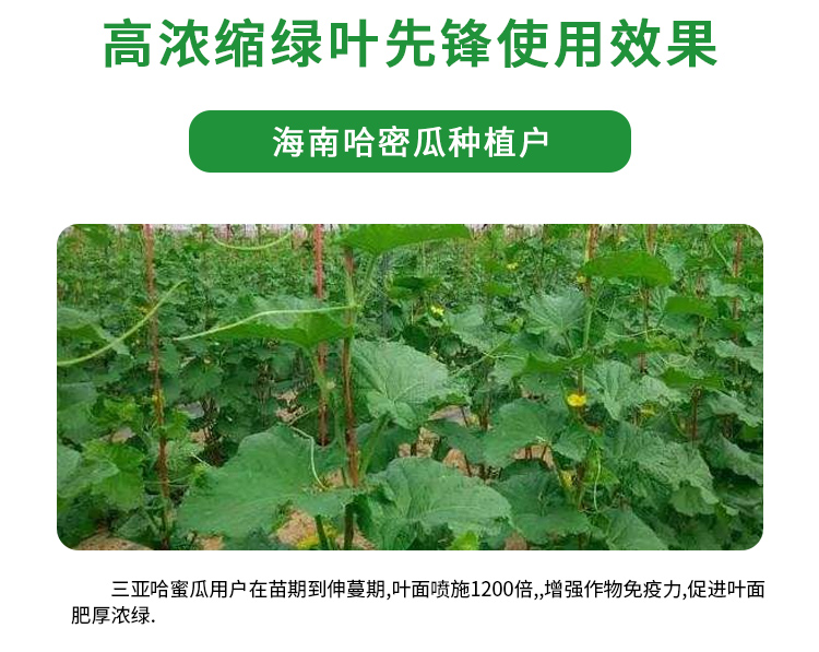 绿叶先锋-1详情_06.jpg