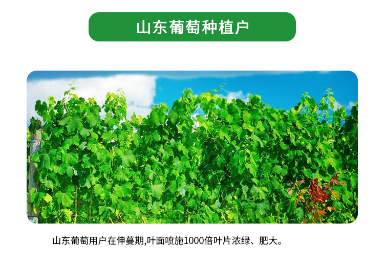 绿叶先锋-1详情_08.jpg