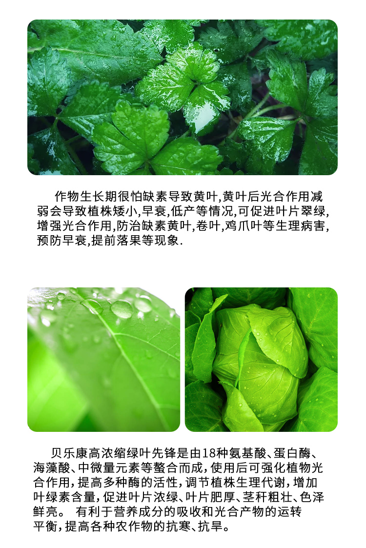 绿叶先锋-1详情_03.jpg