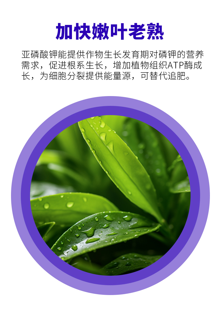 亚磷酸钾_07.jpg